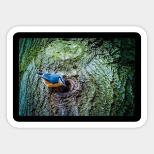 Eurasian blue tit looking in next to an entry to a nest Sticker